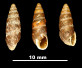 Chondrina altimirai