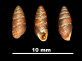 Chondrina calpica altenai