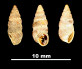 Chondrina gasulli