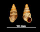 Chondrina klemmi