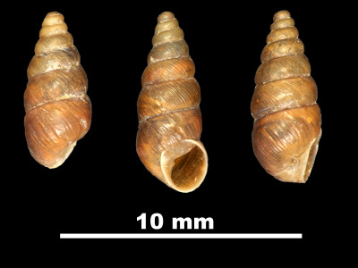 Chondrina_klemmi_89-8617_VD