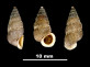 Cochlostoma bicostulatum
