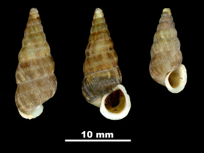 Cochlostoma_gigas_98-1296_DVP