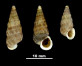 Cochlostoma gigas
