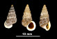 Cochlostoma oscitans