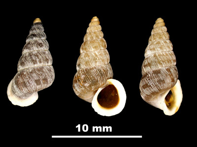 Cochlostoma_oscitans_92-0243_DVP