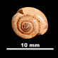 Cryptosaccus asturiensis 