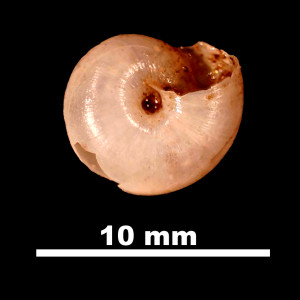 Cryptosaccus_asturiensis_92-0081_V