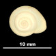 Helicella (Xeroplexa) cuerdai