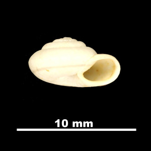 Helicella_(Xeroplexa)_cuerdai_84-5908A_P