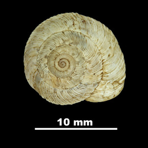 Helicella_(Xeroplexa)_frater_muntaneri_84-5764A_D