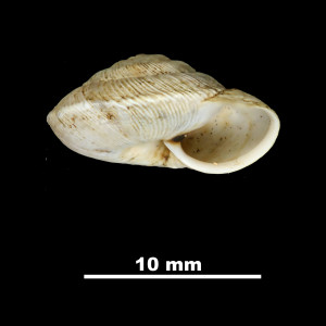 Helicella_(Xeroplexa)_frater_muntaneri_84-5764A_P