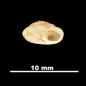 Helicella_(Xeroplexa)_frater_pobrensis_84-5874_P