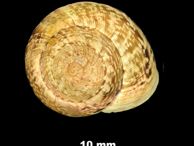 Helicella_(Xeroplexa)_ortizi_84-0944A_D