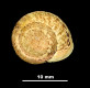 Helicella (Xeroplexa) ortizi calderensis