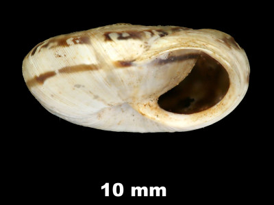 Helicella_(Xeroplexa)_ortizi_calderensis_84-5529A_P