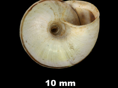Helicella_(Xeroplexa)_ortizi_calderensis_84-5529A_V