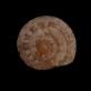 Helicella (Xerotricha) mariae