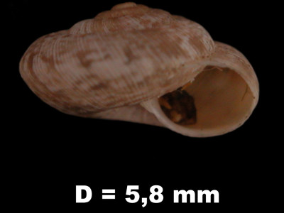 Helicella_(Xerotricha)_mariae_84-8396A_P