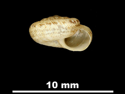 Helicopsis_conspurcata_gradata_81-5077A_P