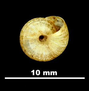 Helicopsis_conspurcata_gradata_81-5077A_V