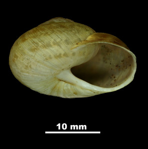 Helix_(Archelix)_pythiusensis_81-6082_P