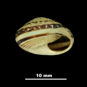 Helix_(Candidula)_caroli_scopulicola_81-5004A_P