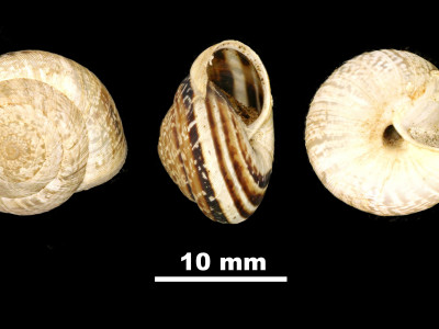 Helix_(Candidula)_caroli_scopulicola_81-5004B_DVP