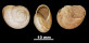 Helix beckeri