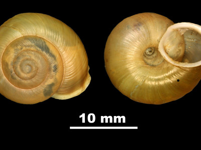 Helix_desmoulinsi_atricha_79-2180_DV