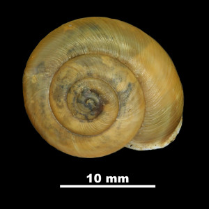 Helix_desmoulinsi_atricha_79-2186_D