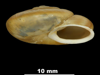 Helix_desmoulinsi_atricha_79-2186_P