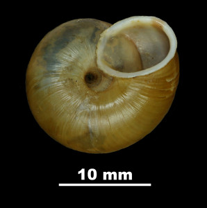 Helix_desmoulinsi_atricha_79-2186_V
