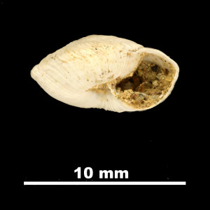 Helix_montserratensis_betulonensis_81-4808_P