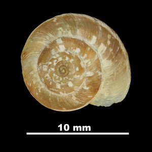 Helix_montsicciana_79-5971A_D