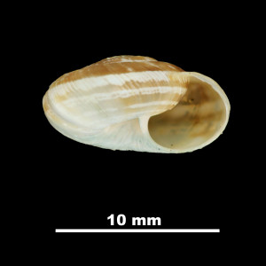 Helix_montsicciana_79-5971A_P