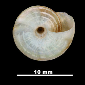 Helix_montsicciana_79-5971A_V