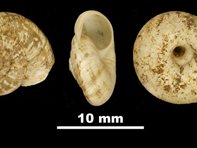 Helix_montsicciana_79-5971B_DVP