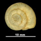 Helix pallaresica