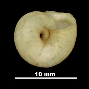 Helix_pallaresica_81-4632_V