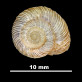 Helix ripacurcica