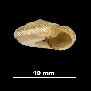 Helix_ripacurcica_79-5967A_P