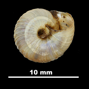 Helix_ripacurcica_79-5967B_V