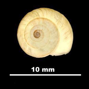 Helix_salvanae_81-4669A_D