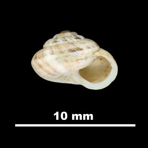 Helix_salvanae_81-4669B_P