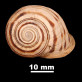 Iberus gualtieranus mariae