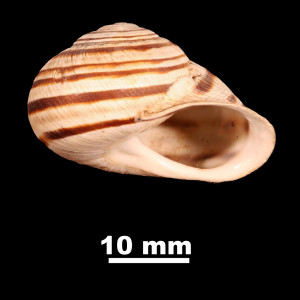 Iberus_gualtieranus_mariae_84-0150_P