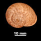 Iberus gualtieranus ornatissimus