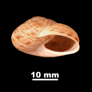 Iberus_gualtieranus_ornatissimus_84-0121_P