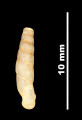 Nenia subarcuata